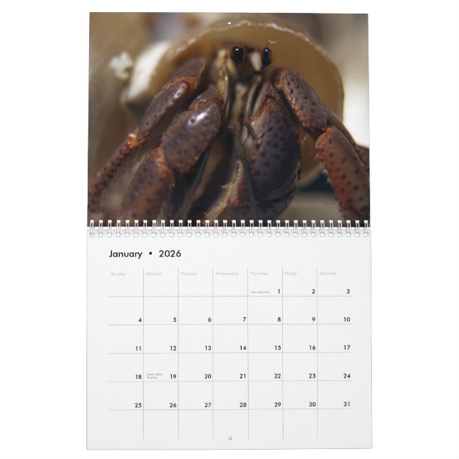 Calendário crabby, caranguejos de eremita (Jan 2026)