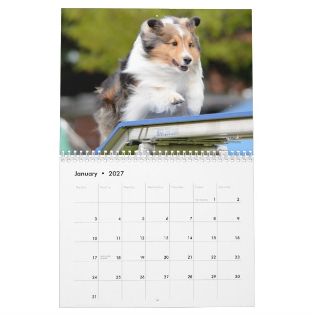 Calendário da agilidade do Sheepdog de Shetland (Jan 2027)