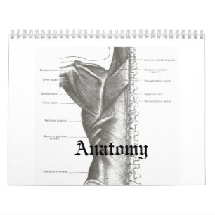 Calendário da anatomia