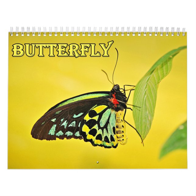 Calendário da Borboleta (Capa)