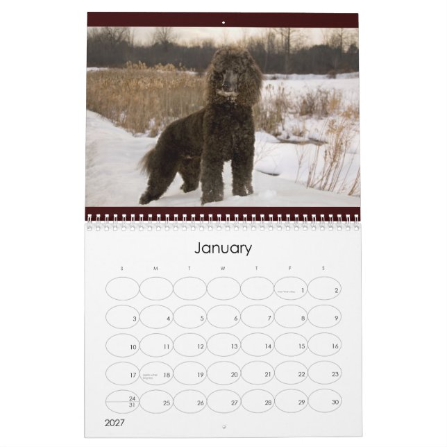 Calendário da caniche 2011 padrão (Jan 2027)