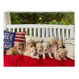 Calendário da Cupada de Goldendoodle