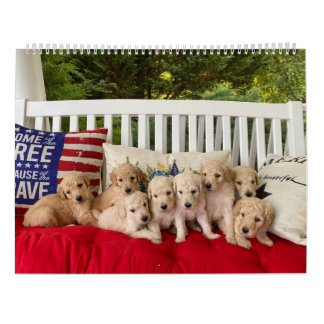 Calendário da Cupada de Goldendoodle