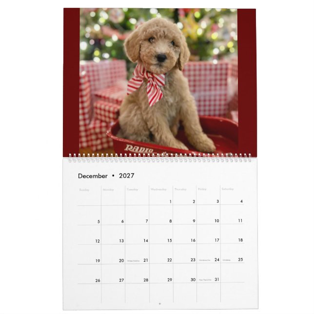 Calendário da Cupada de Goldendoodle (Dez 2027)