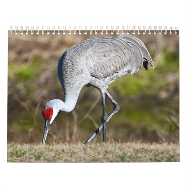 Calendário da Natureza 2027 (Capa)