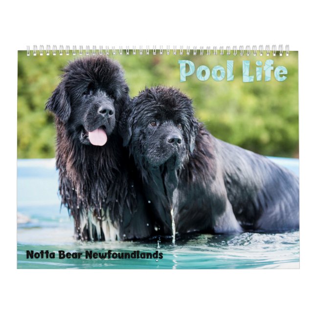 Calendário da Piscina Notta Bear Newfoundlands (Capa)