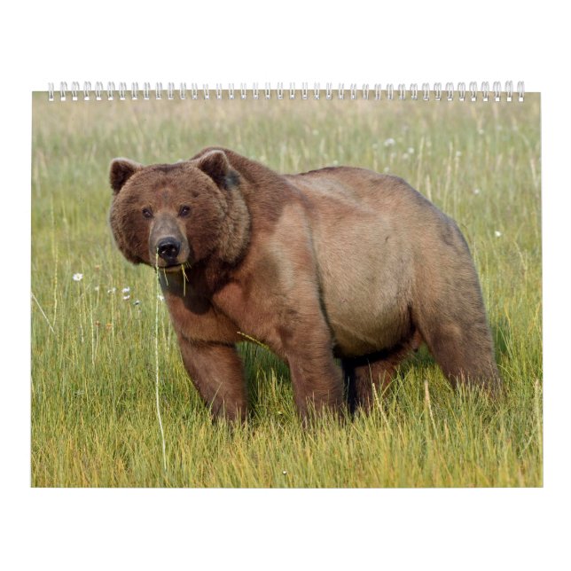 Calendário da vida selvagem do Alasca (Capa)