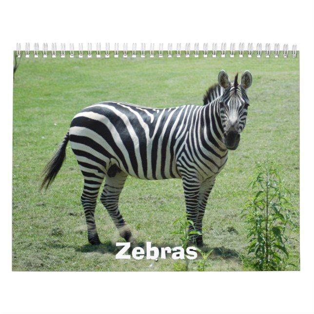 Calendário da zebra, zebras (Capa)