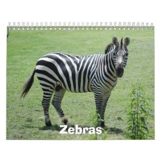 Calendário da zebra, zebras