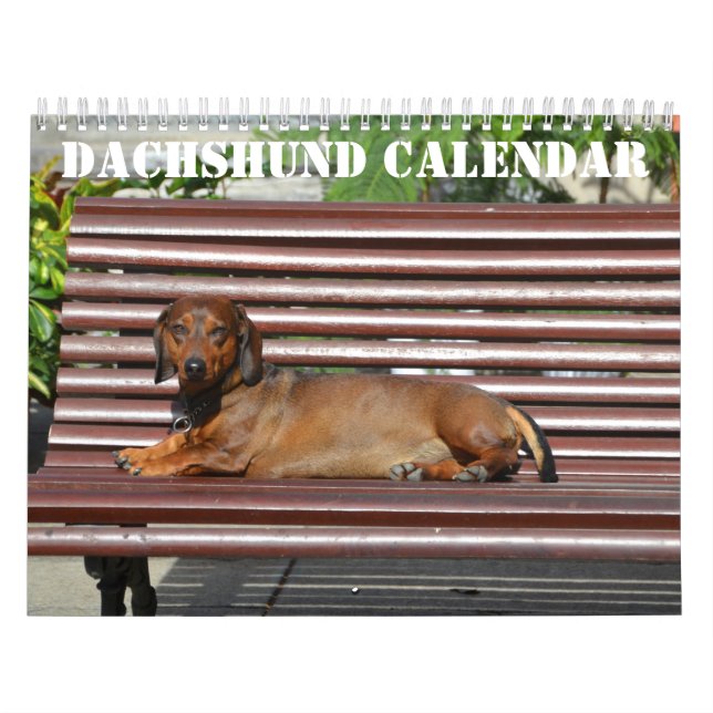 Calendário Dachshund 2026 Com Fotos (Capa)