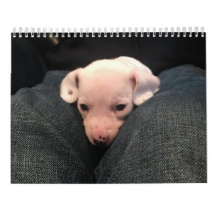 Calendário Dachshund Duplo