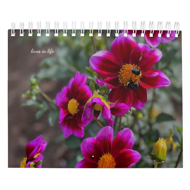 Calendário Dahlia (Capa)