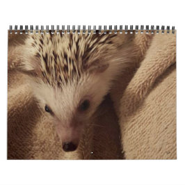 Calendário Dakota, aparelho & amigos!