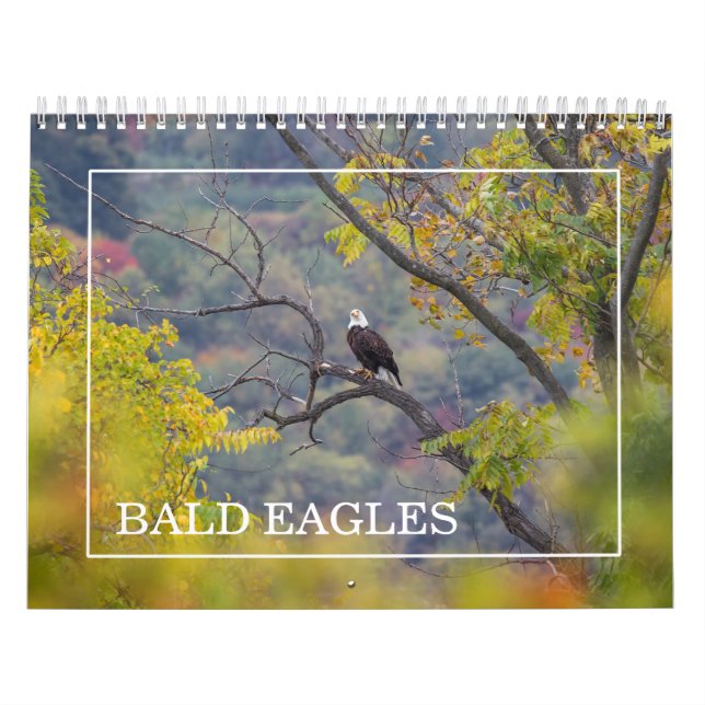 Calendário das Águias-Válidas (Capa)