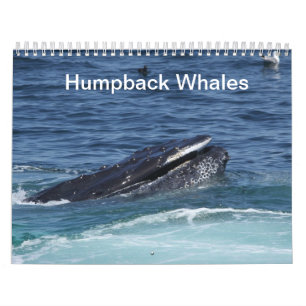 Calendário das baleias de Humpback