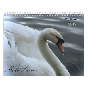 Calendário das cisnes e dos cygnets
