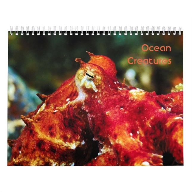 Calendário das Criaturas do Oceano (Capa)