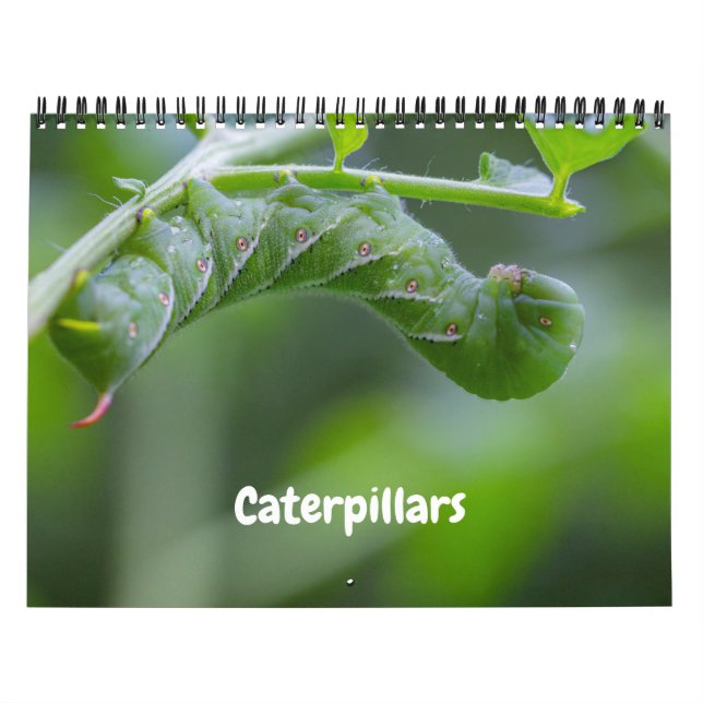 Calendário das lagartas (Capa)