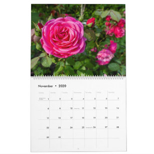 Calendário das rosas rosa