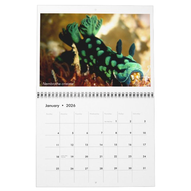Calendário de 12 meses com fotos das marcas Nudibr (Jan 2026)