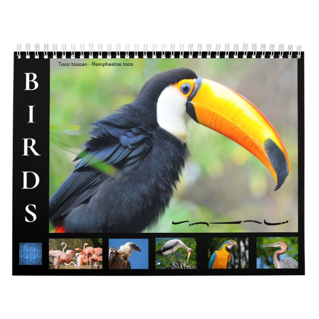 Calendário de 12 meses de várias aves (Capa)
