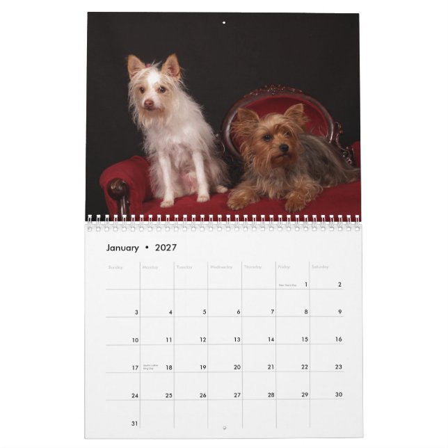 Calendário de Amigos Yorkie 2013 (Jan 2027)