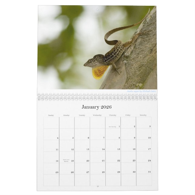 Calendário de Anoles 2013 (Jan 2026)