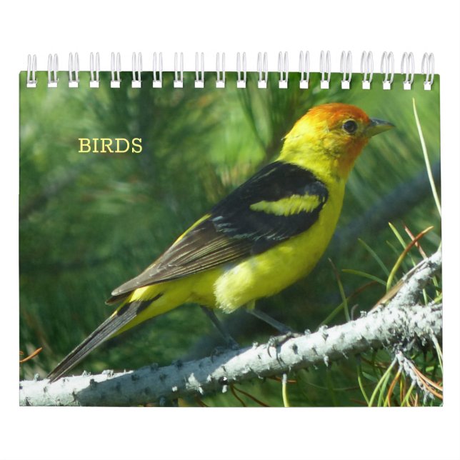Calendário de Aves (Capa)