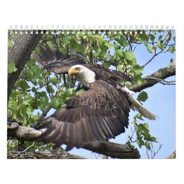 Calendário de Aves e Patos (Capa)