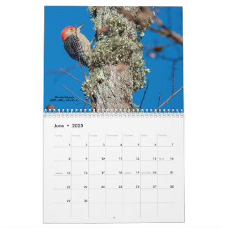 Calendário de Aves para Pica-Pau 2025