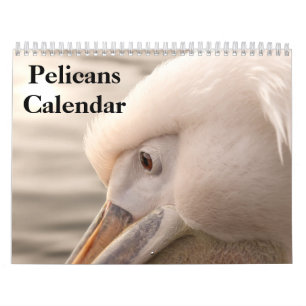 Calendário de Aves Pelicanos 2025
