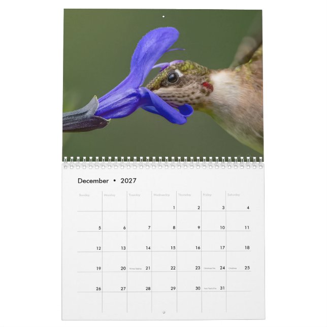 Calendário de beija-flor com imagens únicas (Dez 2027)