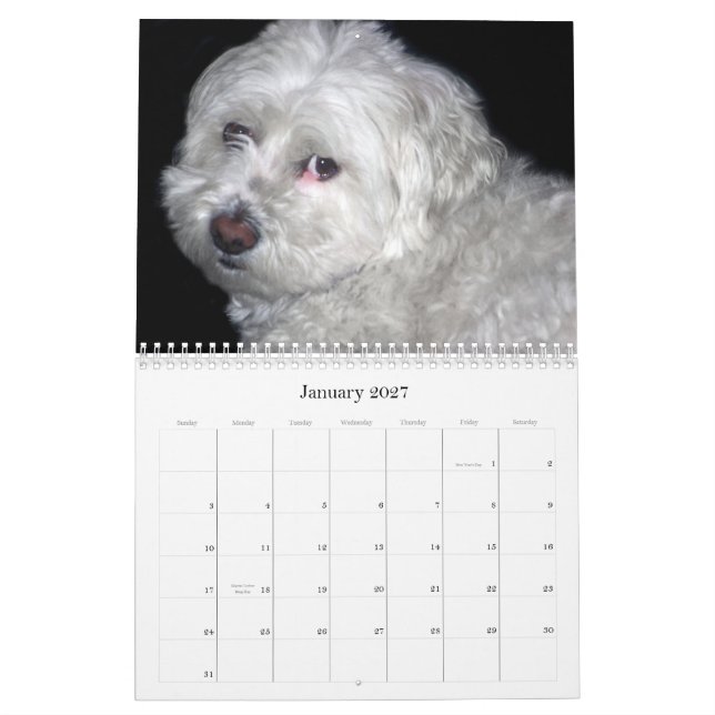 Calendário de Bichon Frisé (Jan 2027)