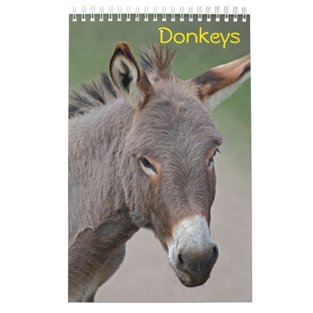 Calendário de Burros (Capa)