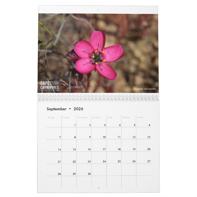 Calendário de Cabo Carnívoros 2022 (Set 2026)