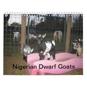 calendário de cabra anã nigeriana