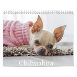 Calendário de Cachorro Chihuahua