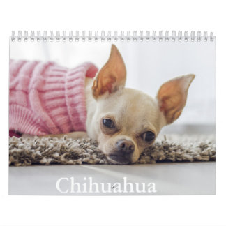 Calendário de Cachorro Chihuahua