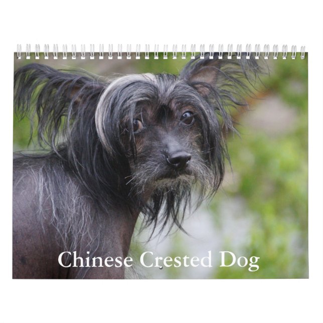 Calendário de Cães Detidos Chineses (Capa)