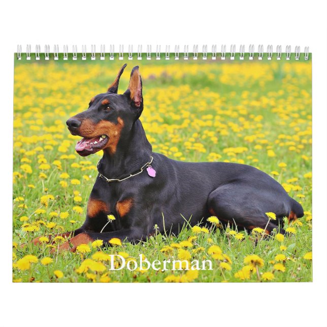 Calendário de Cães Doberman (Capa)