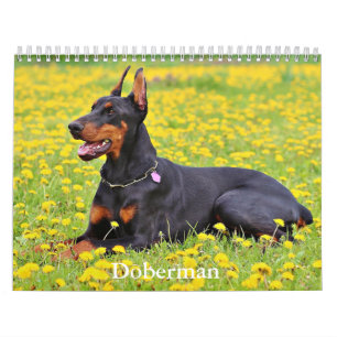Calendário de Cães Doberman