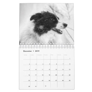 Calendário de Cão Border Collie Bonito