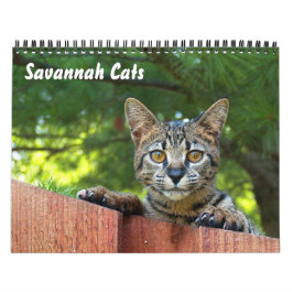 Calendário de Cat do Serval Savannah
