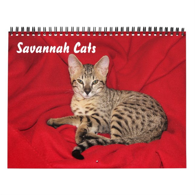 Calendário de Cat do Serval Savannah (Capa)