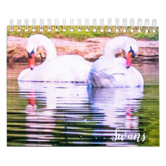 Calendário de Cisnes