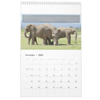 Calendário de Comportamento do Elefante