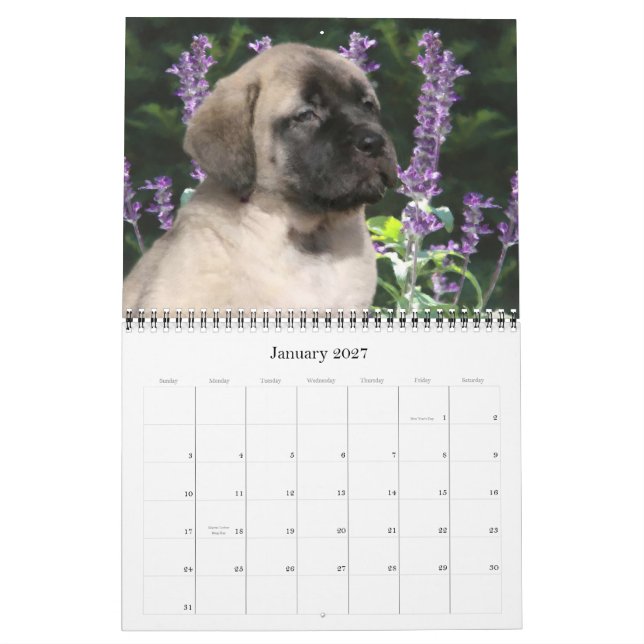 Calendário de Cuppies Mastiff (Jan 2027)