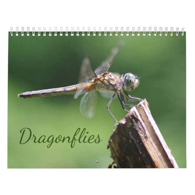 Calendário de Dragonflies (Capa)
