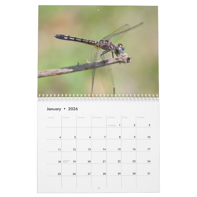 Calendário de Dragonflies (Jan 2026)