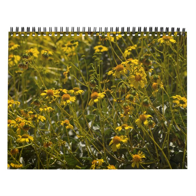 Calendário de Escrituras de Flor Selvagem (Capa)